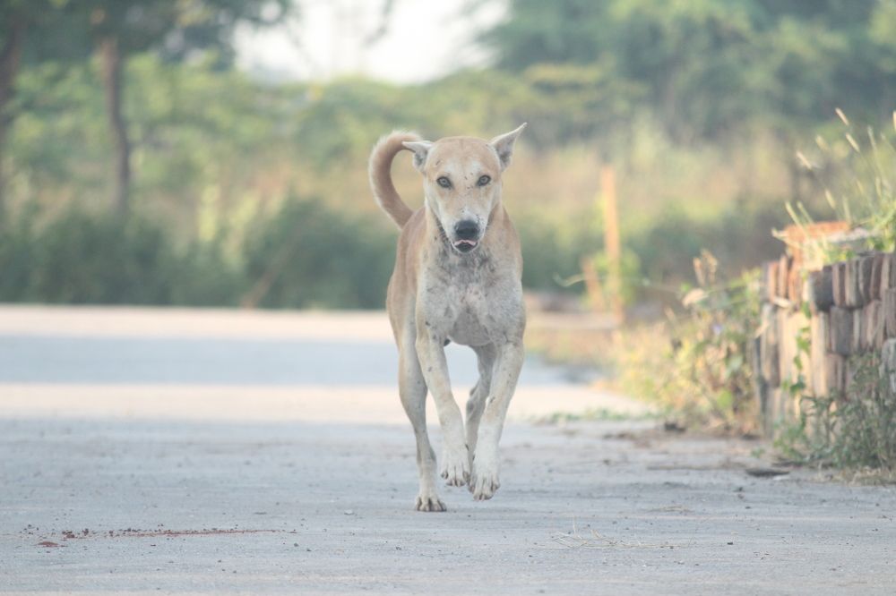 Photograph by Sharad vadoliya