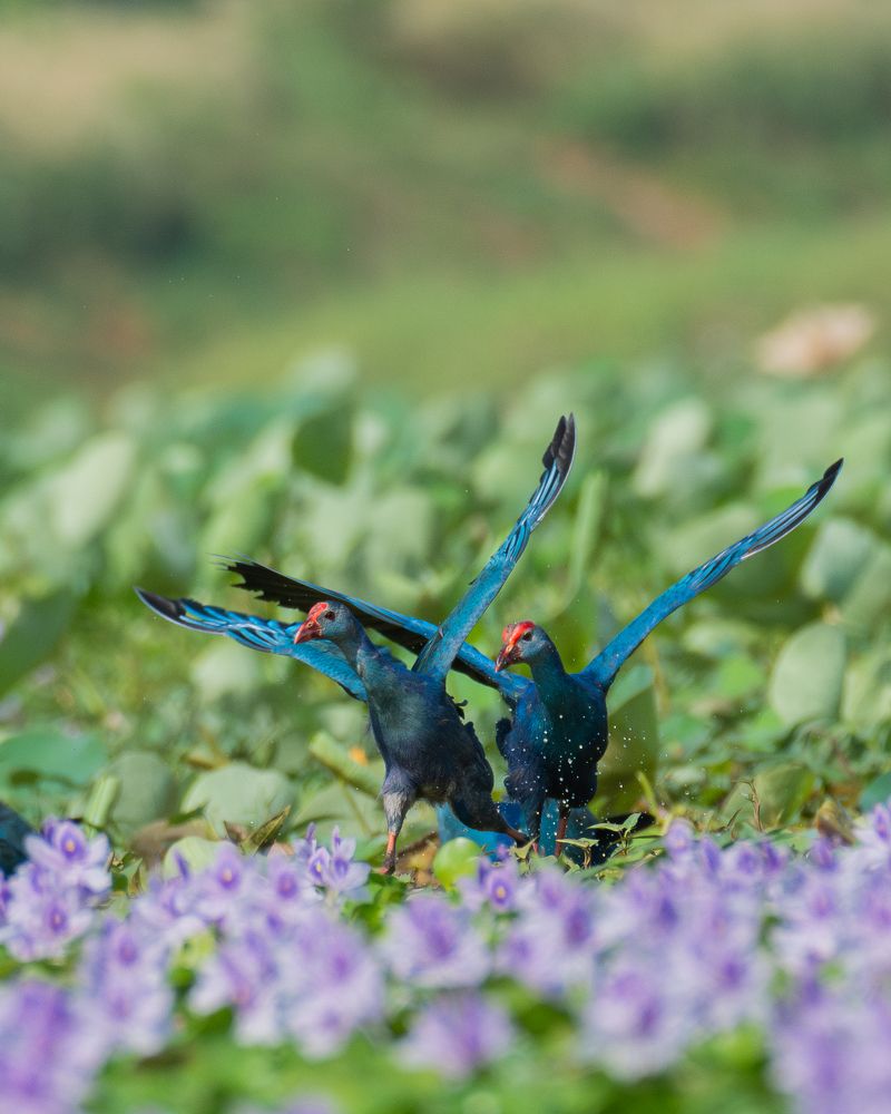 Фотография автора Anandhu M