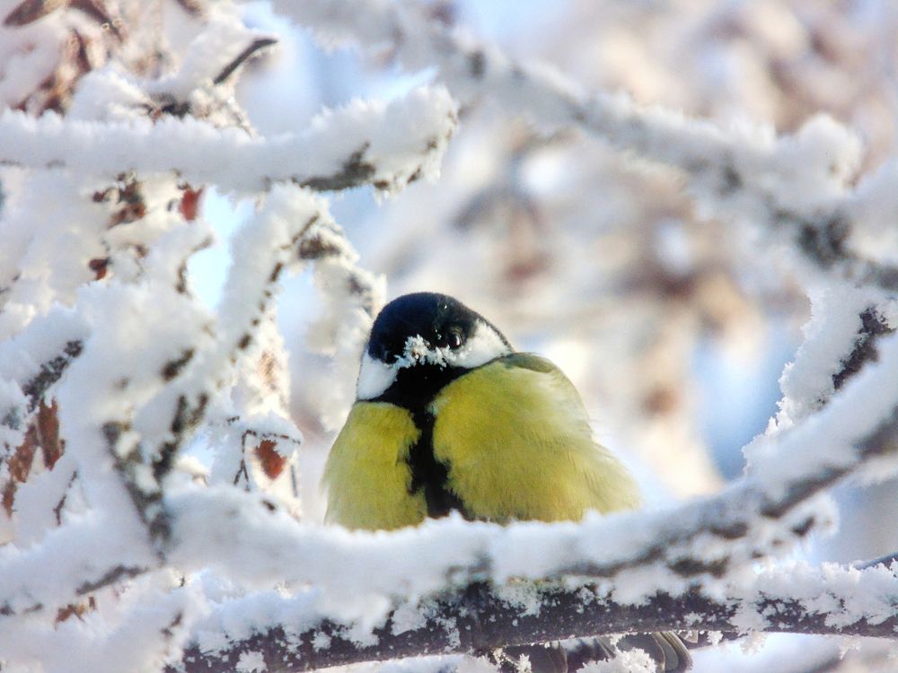 Фотография автора Екатерина Солохина