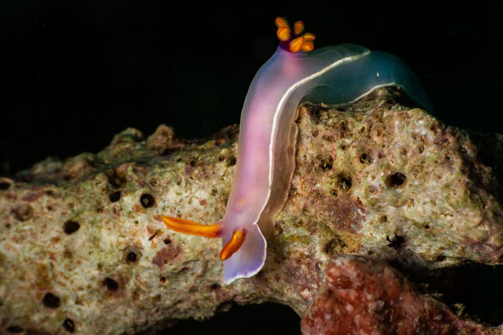 Hypselodoris bullockii