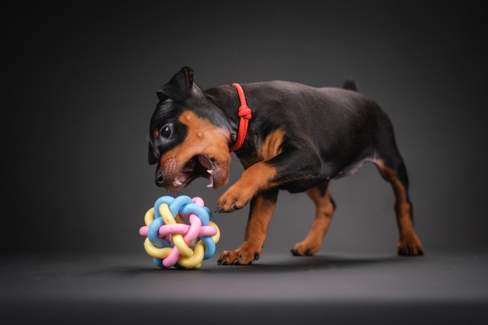 Photograph by Dina Damotseva