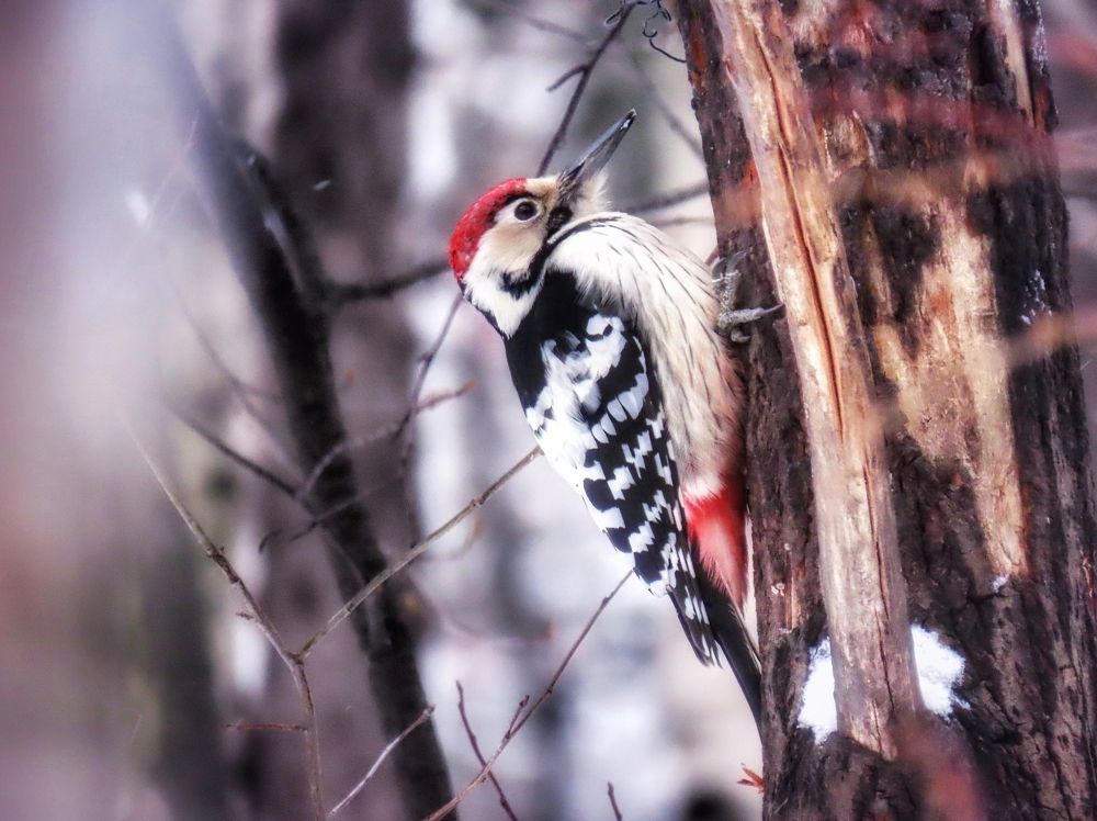 Розовое на снегу.