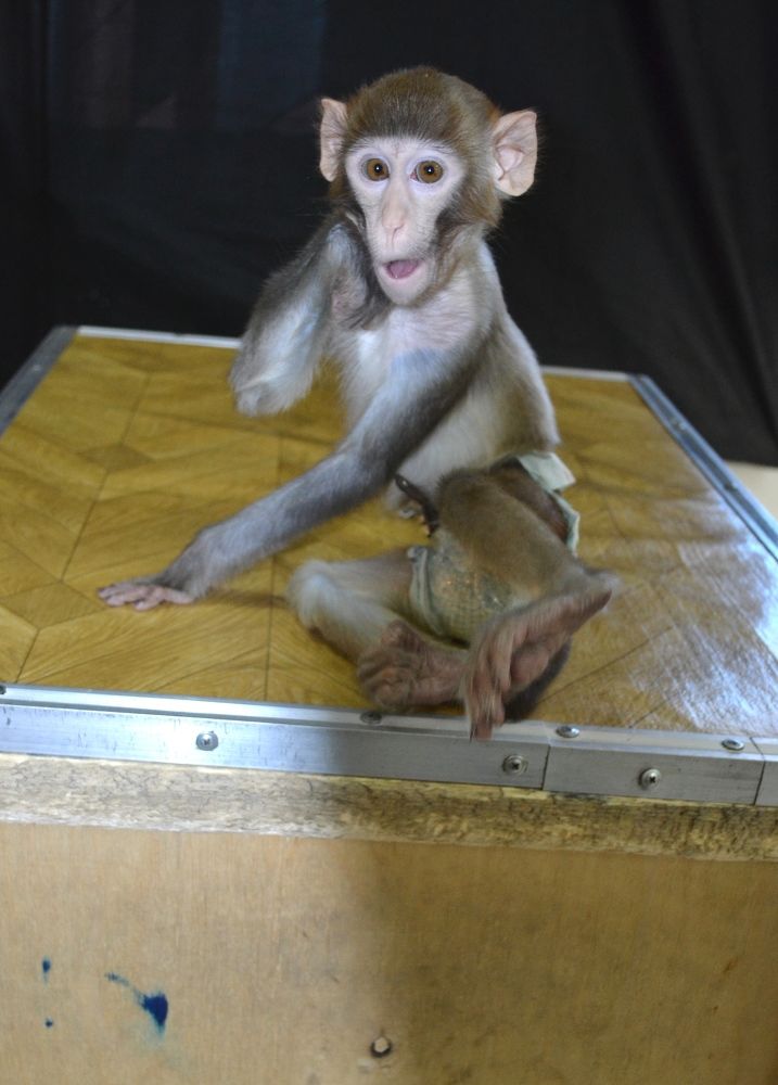 Свет мой зеркальце, скажи ...