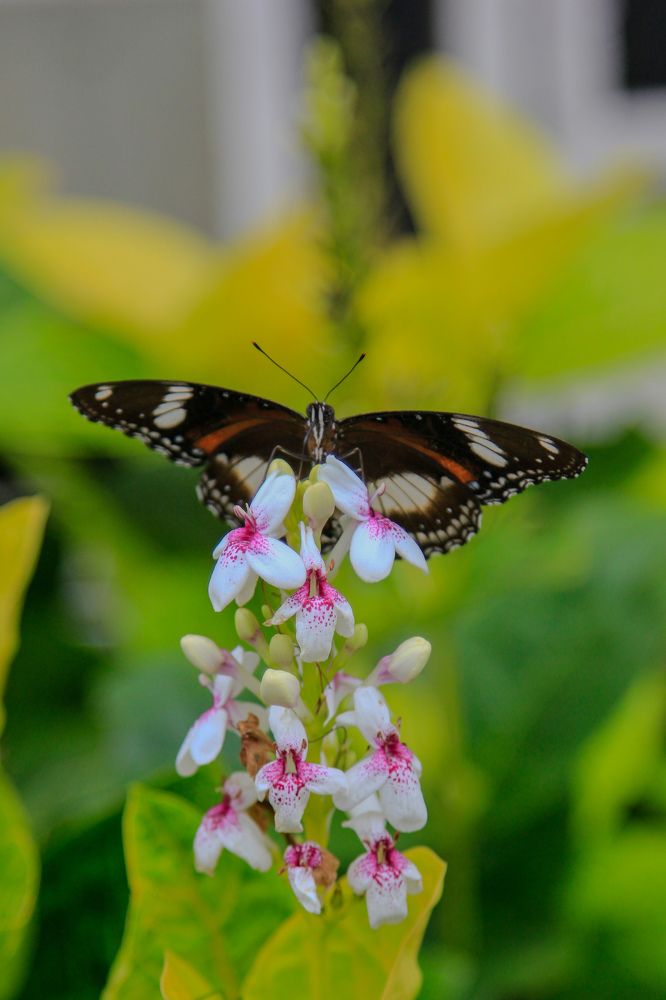 Photograph by wahyoe santhoso
