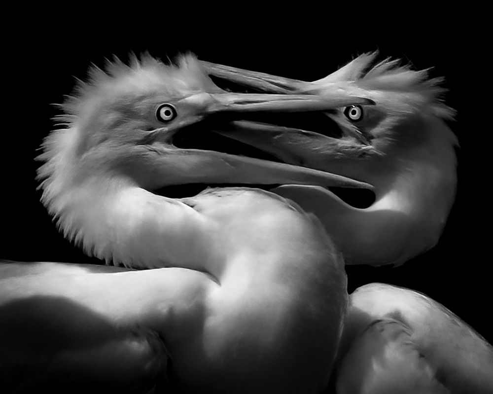 Photograph by Easa Lebbe Muhammed Jamsith