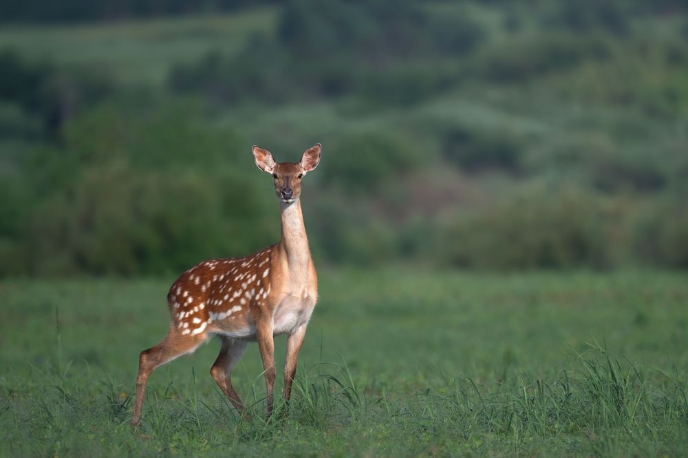 Photograph by Nephotograph