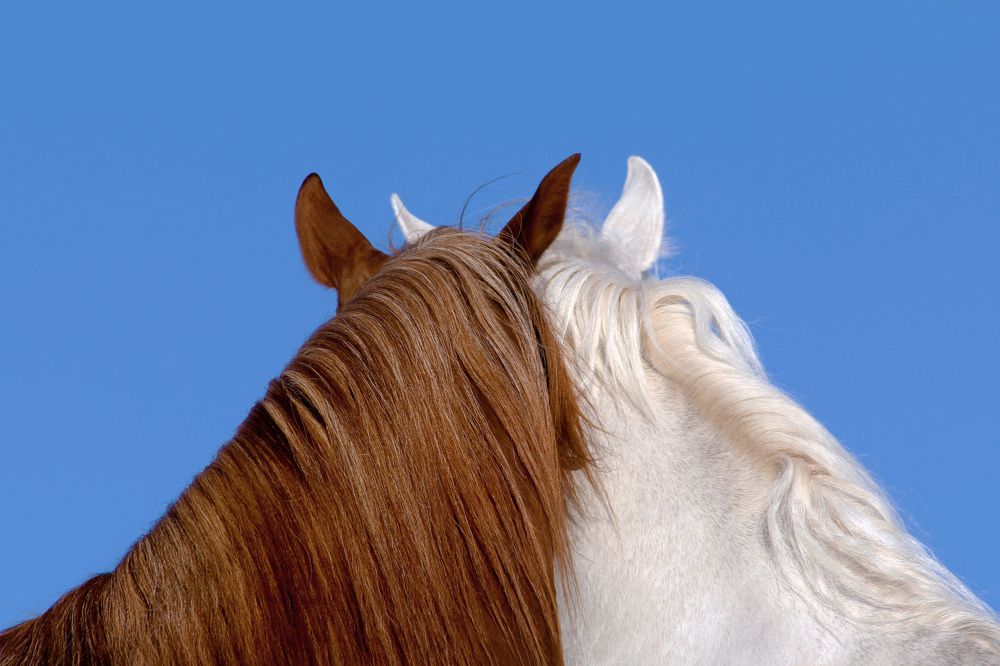 Photograph by Armin Abdehou