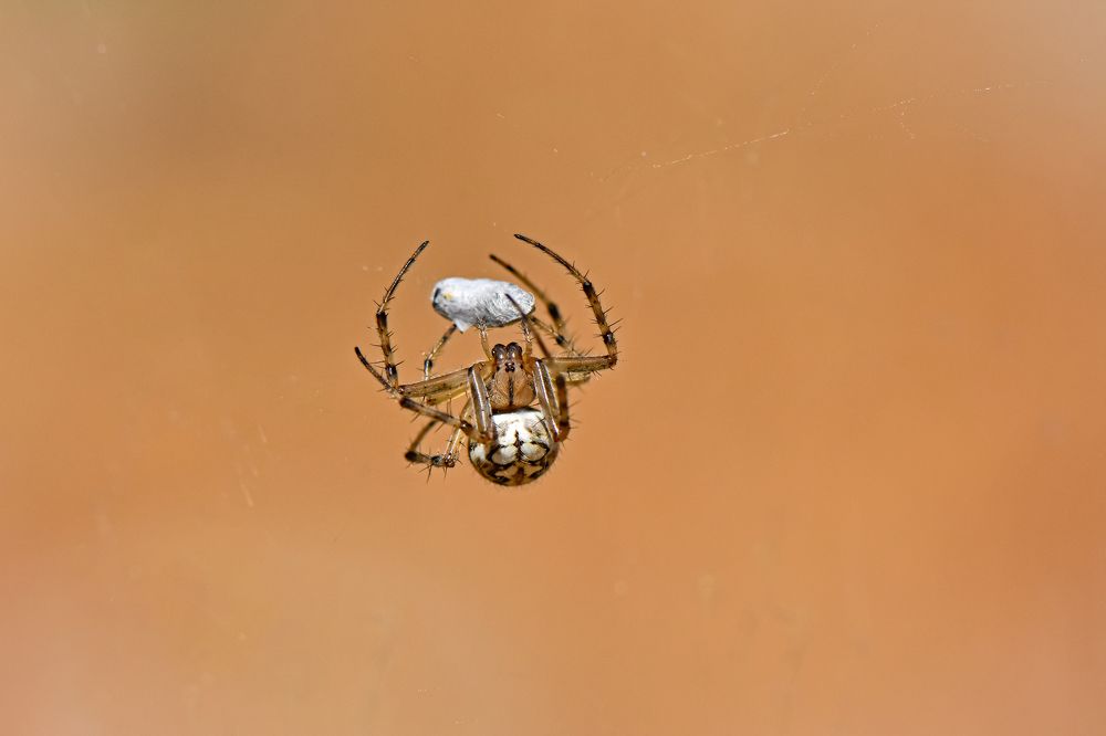 Фотография автора Ibrahim Alkan