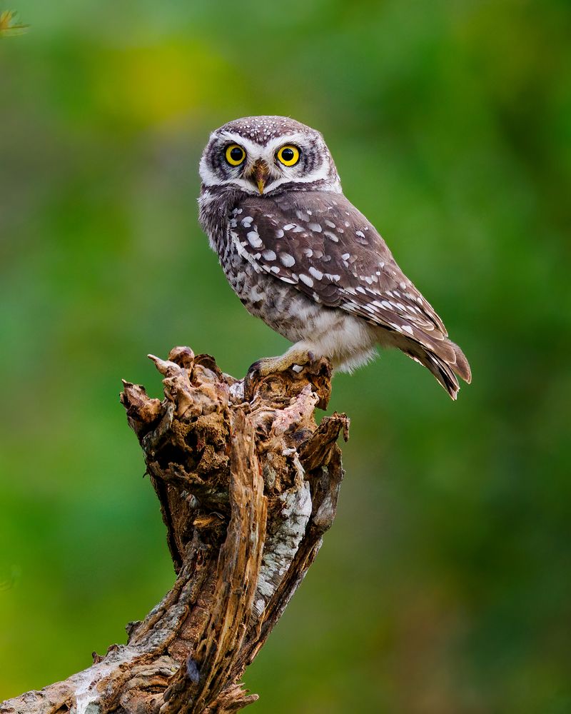 Spotted Owlet