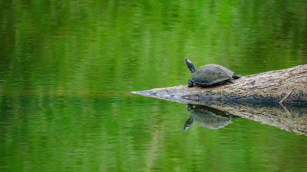 Photograph by Venkat Mangudi