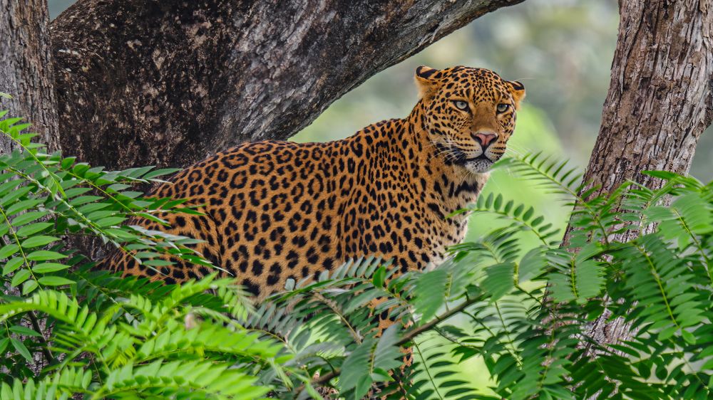 Photograph by Venkat Mangudi