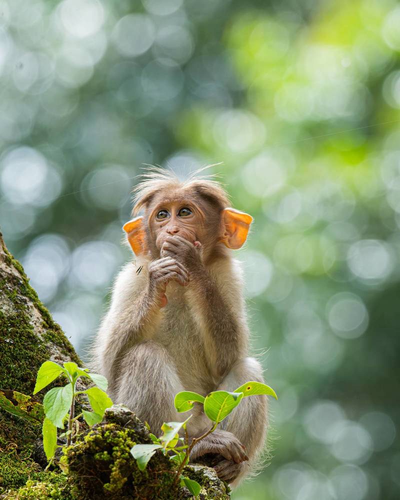 Photograph by Anandhu M