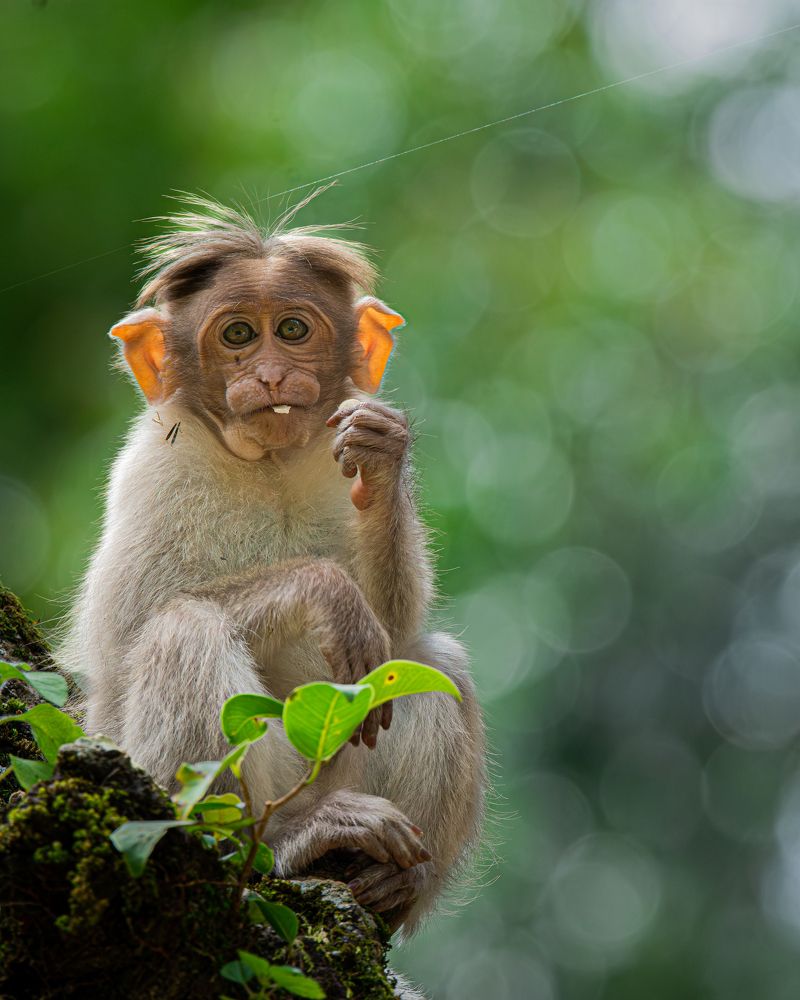 Photograph by Anandhu M