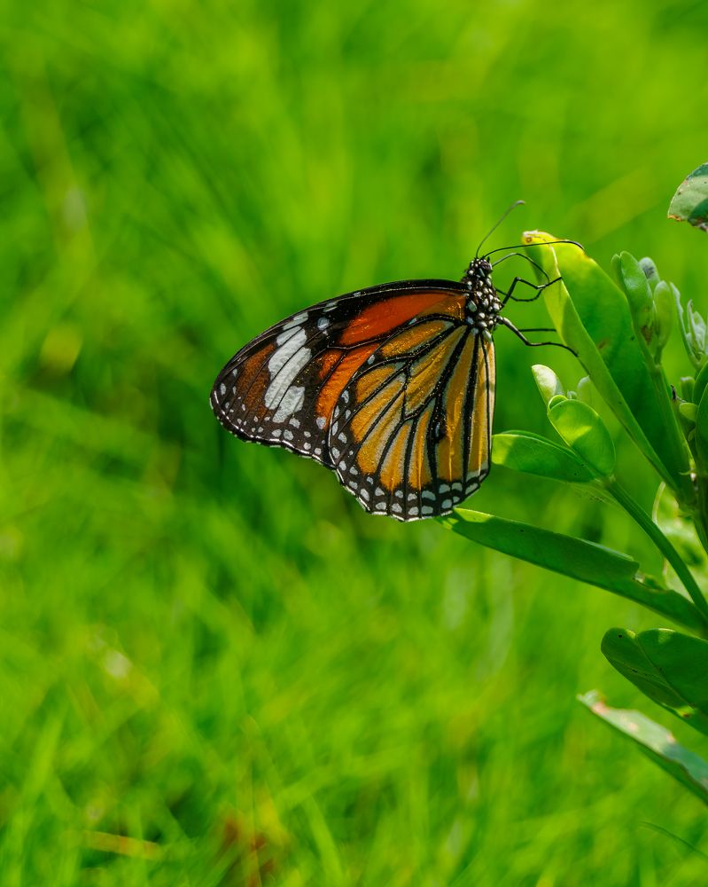 Photograph by Venkat Mangudi