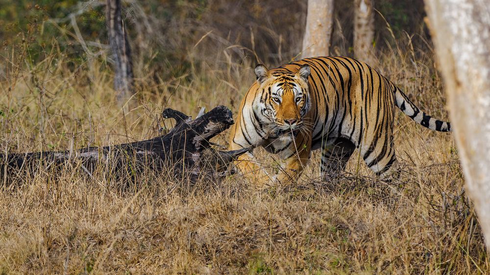 Photograph by Venkat Mangudi