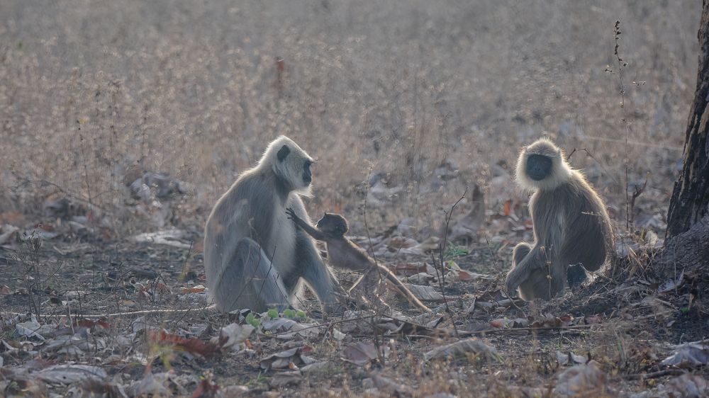Photograph by Venkat Mangudi