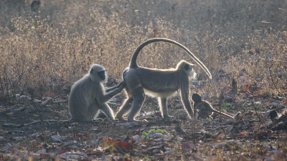 Photograph by Venkat Mangudi