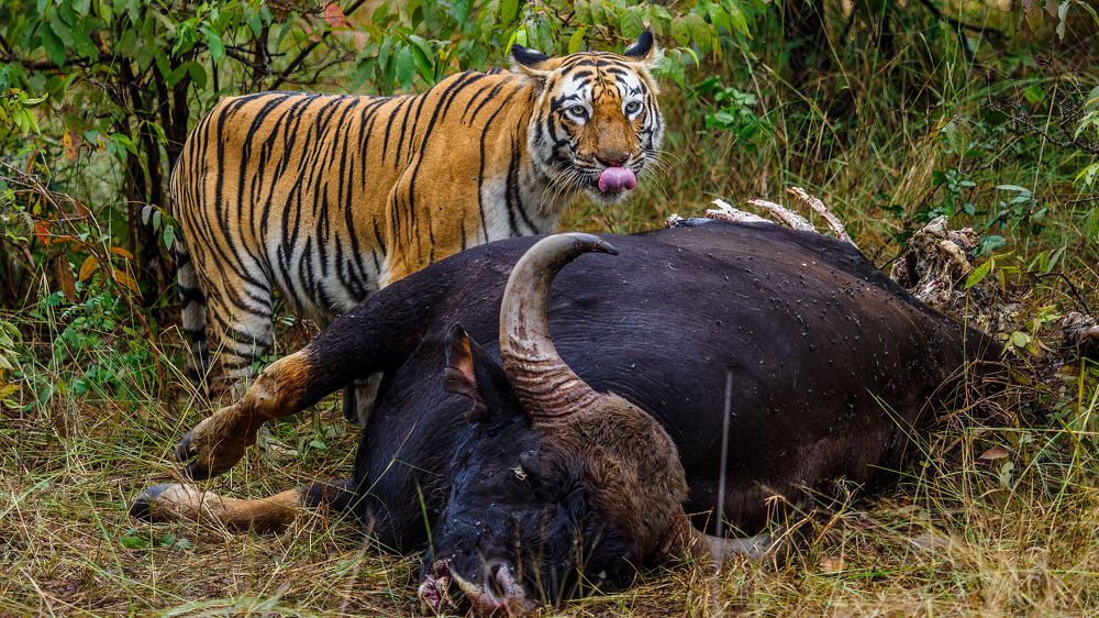 Tiger eating gaur