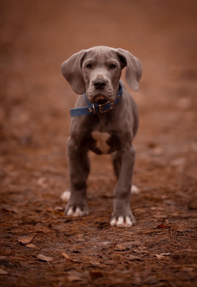 Фотография автора diana van hoof