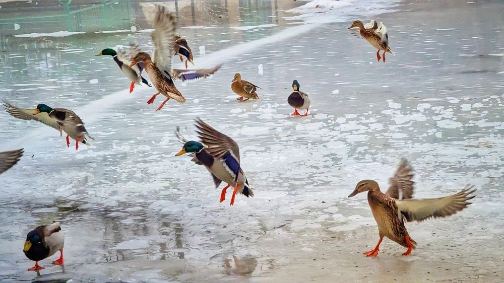 Photograph by Irina Bagdasarova