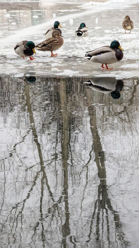 Photograph by Irina Bagdasarova