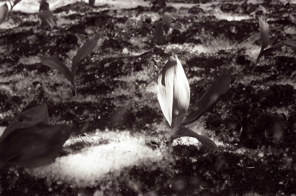 Photograph by Алик Хасанов