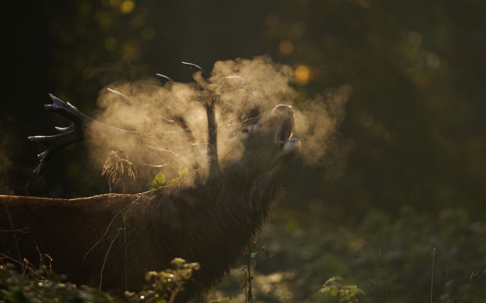 Breath of the Morning