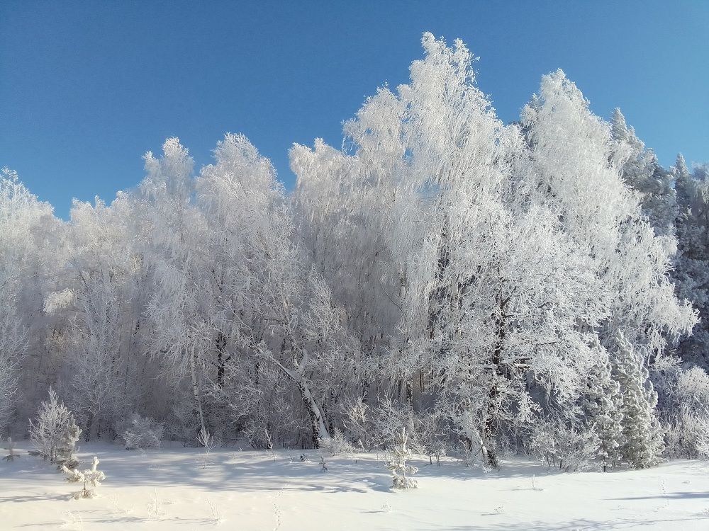 Кружево зимы.