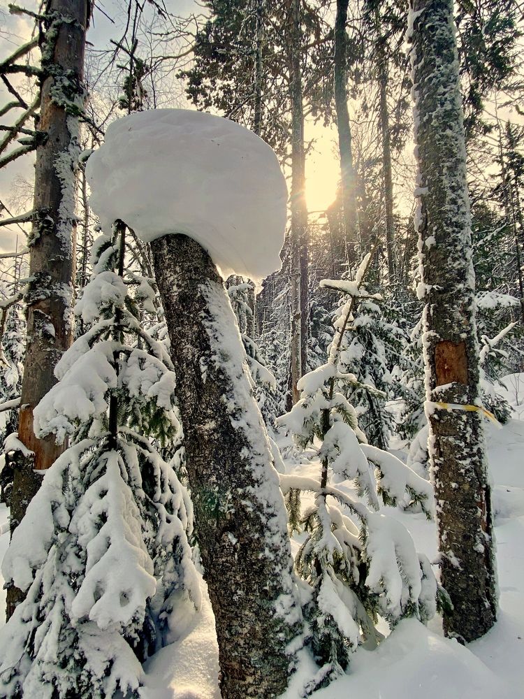 Photograph by Светлана Дмитриева