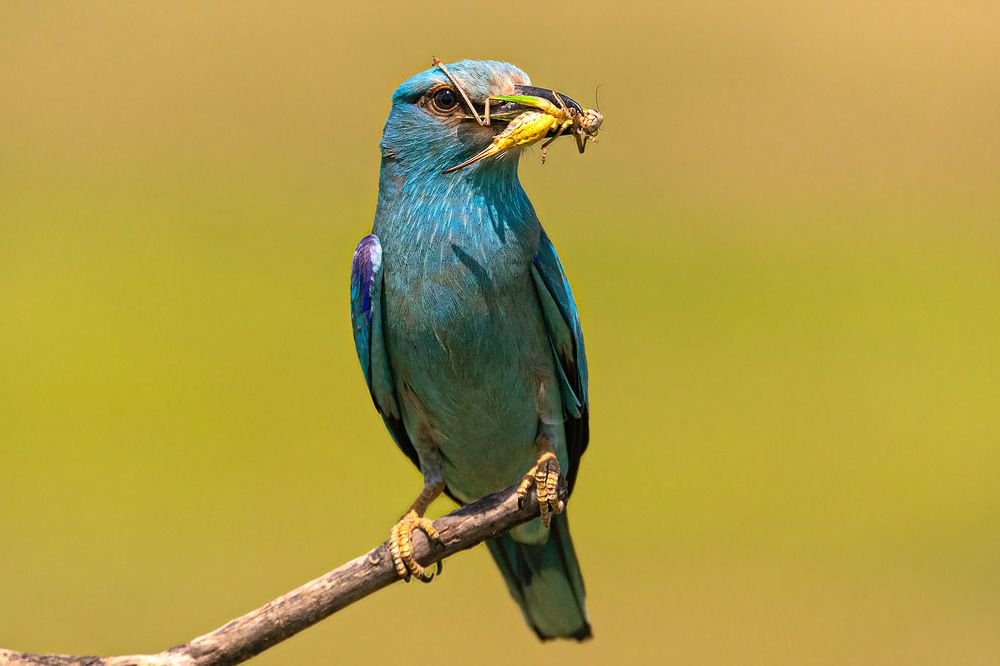 Фотография автора Faller Tamás