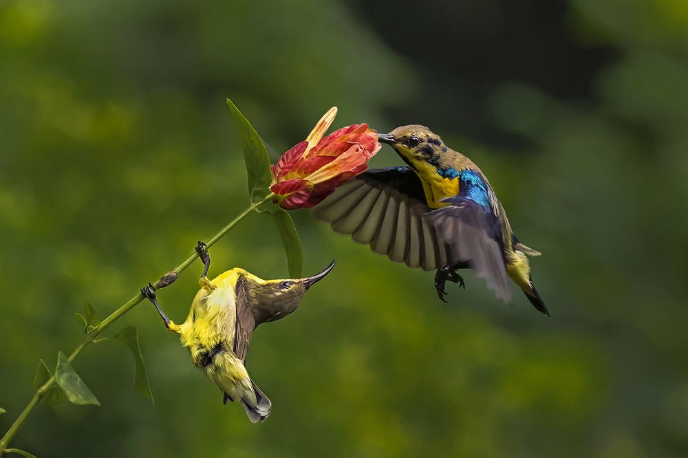 Photograph by Saumi Biswas