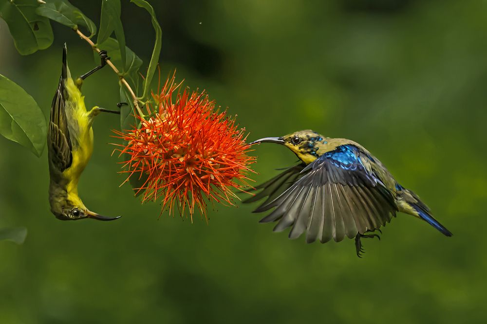 Photograph by Saumi Biswas