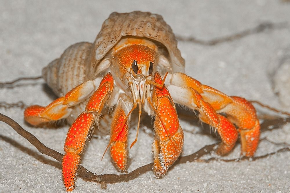 Photograph by Elena Gebert