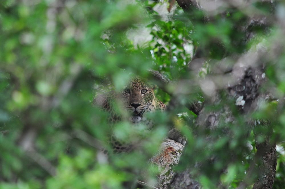 Photograph by dulanjan saranga
