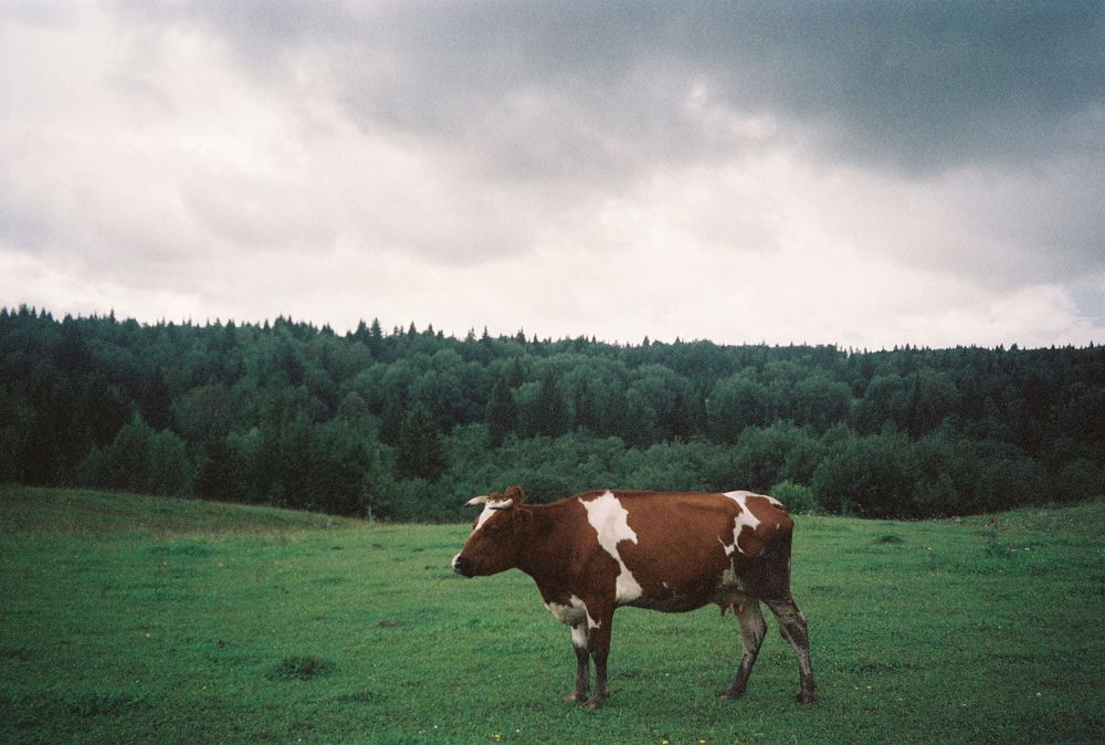 Photograph by Алена Варганова