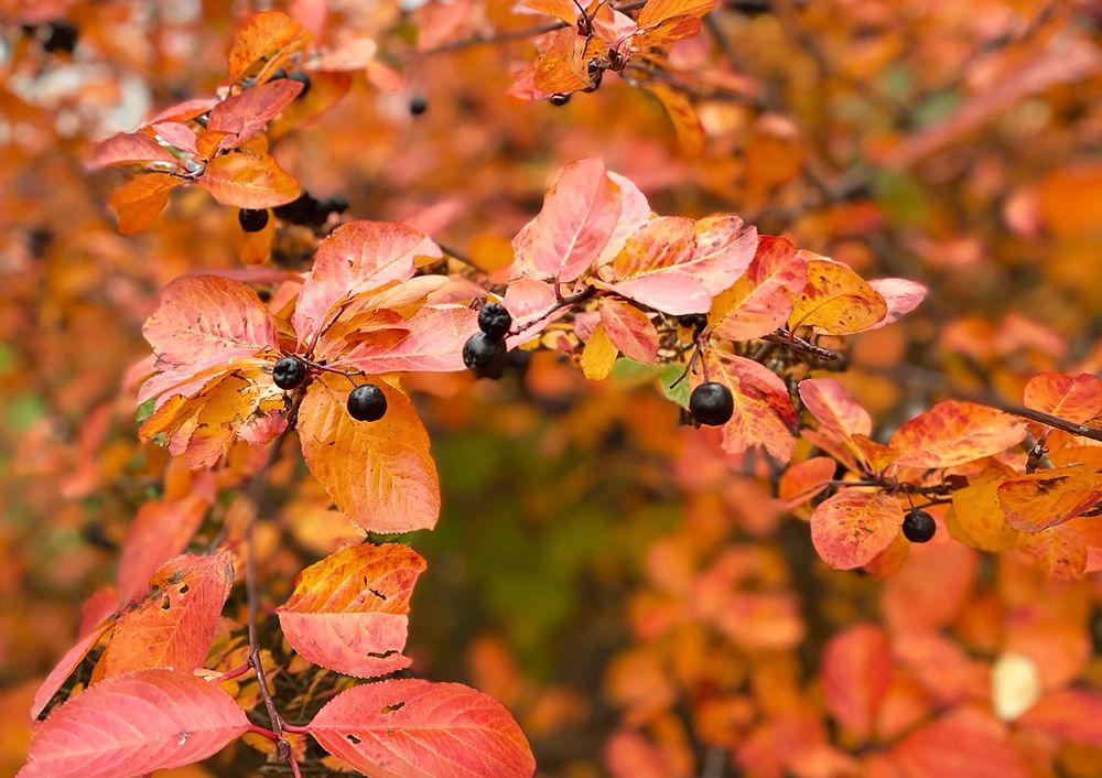 Photograph by Екатерина Львовна