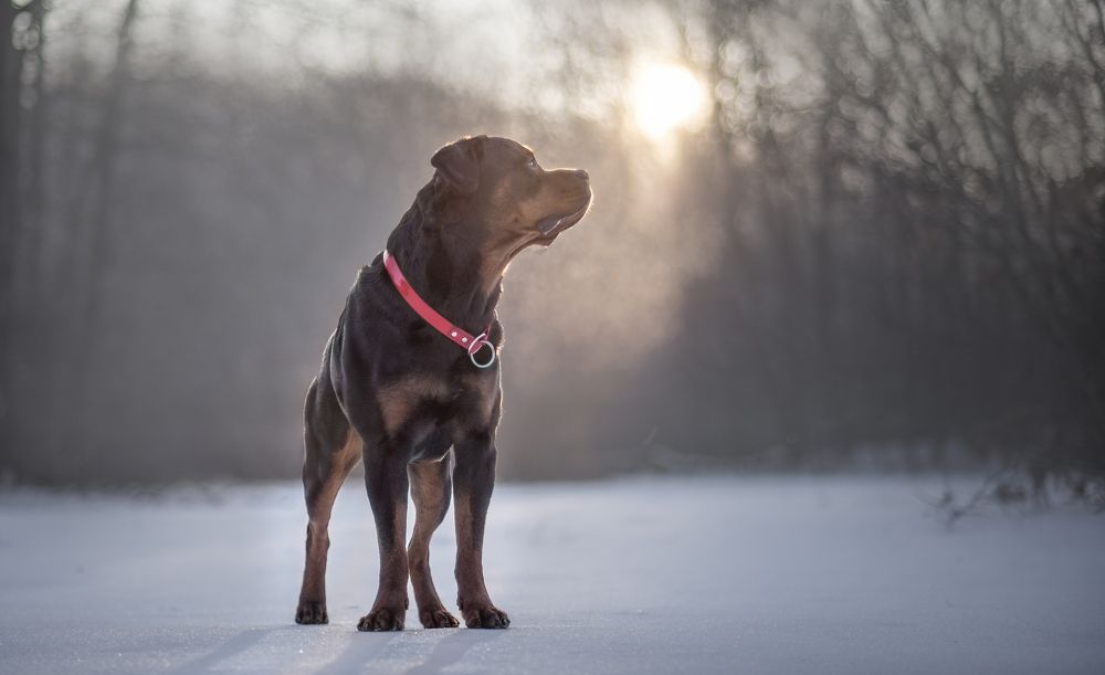 Photograph by Яна Кудлай