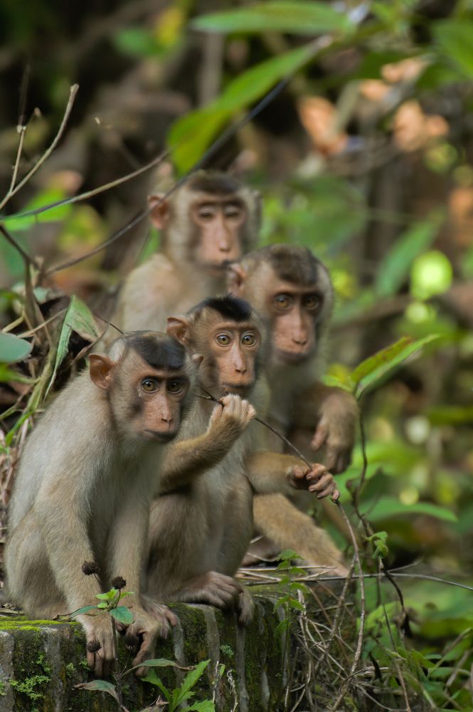 Photograph by Livines Annamalai