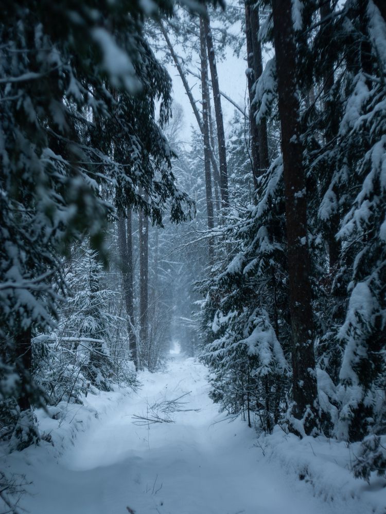 Photograph by z14photo