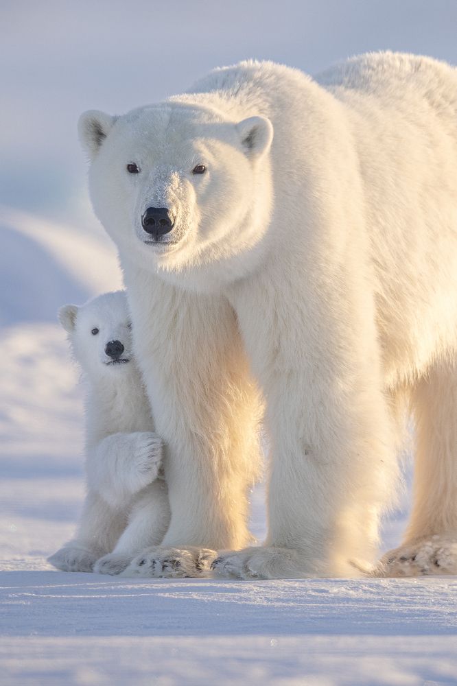 Фотография автора Piet van den bemd