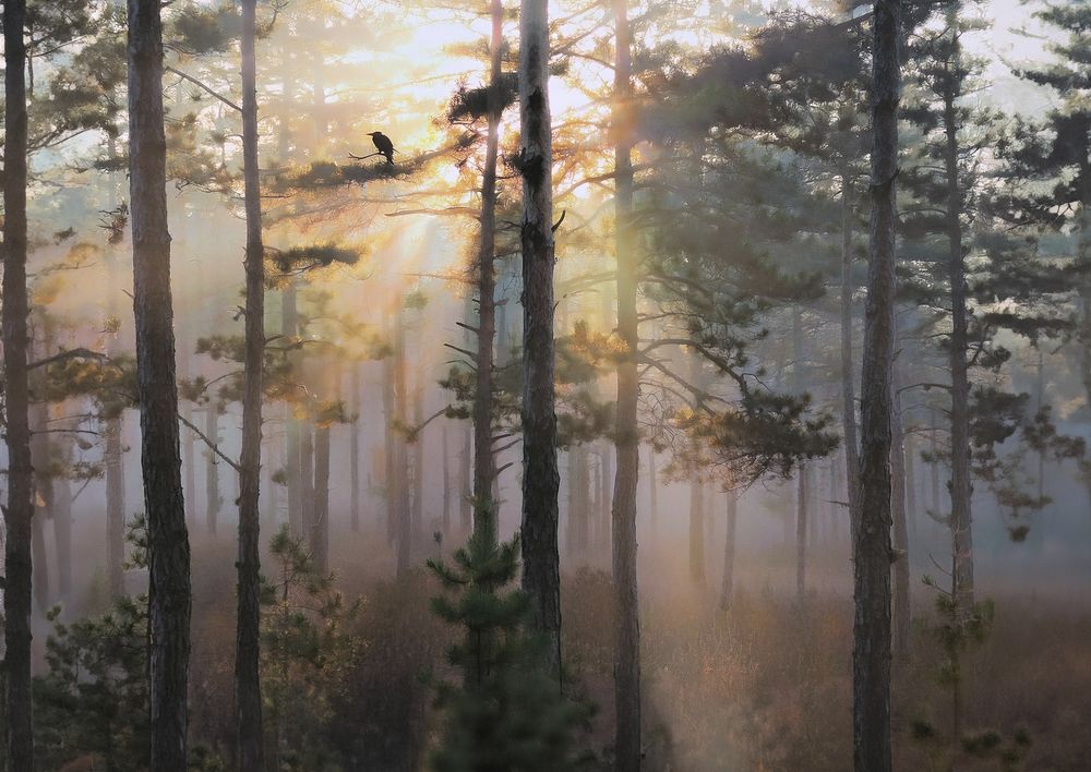 Утро туманное