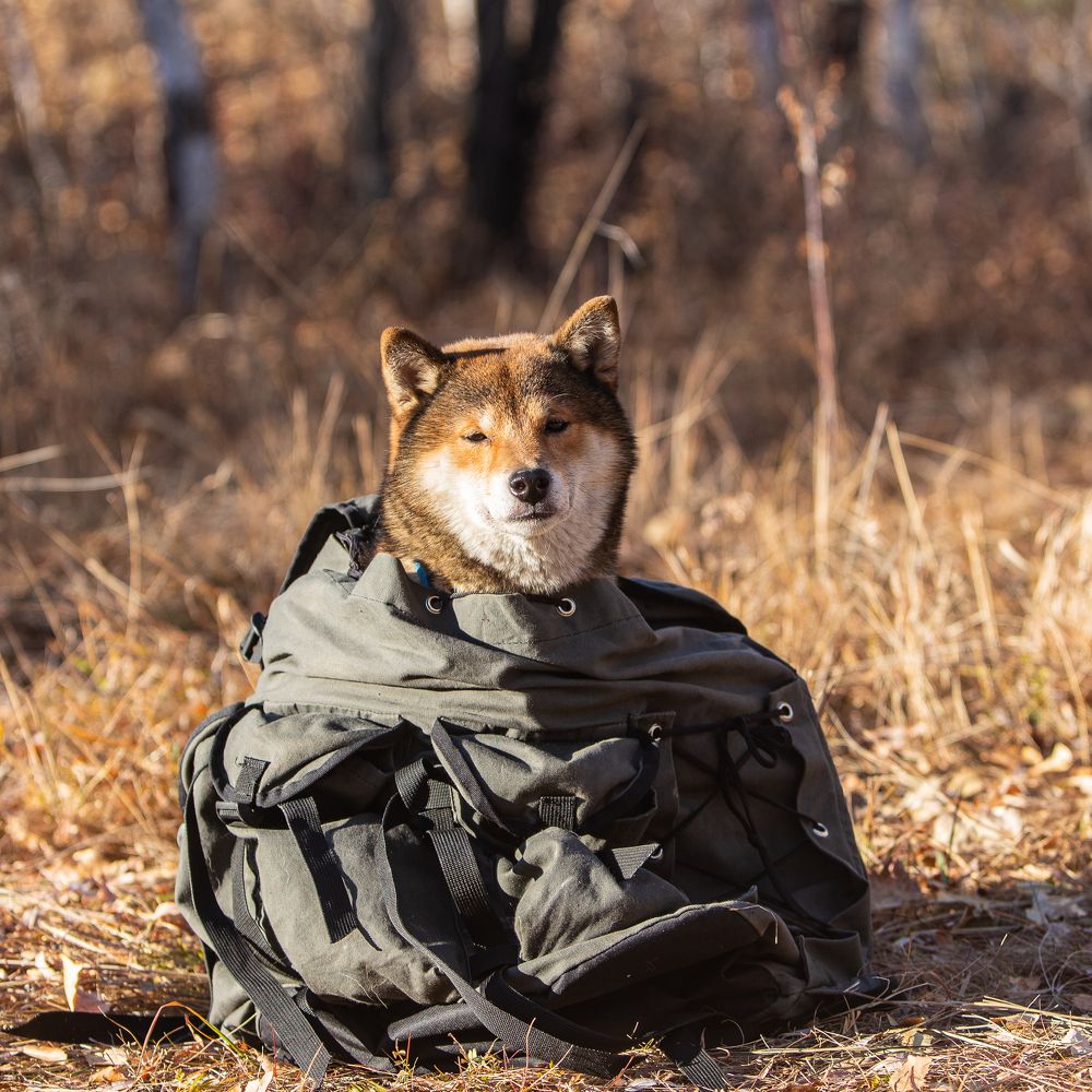 Счастливый