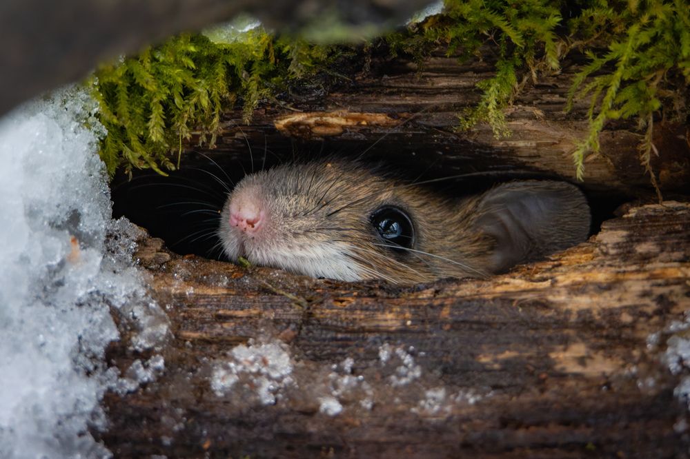 Дом, милый дом