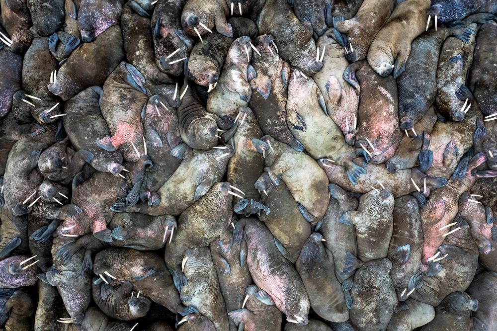 Фотография автора piet van den bemd