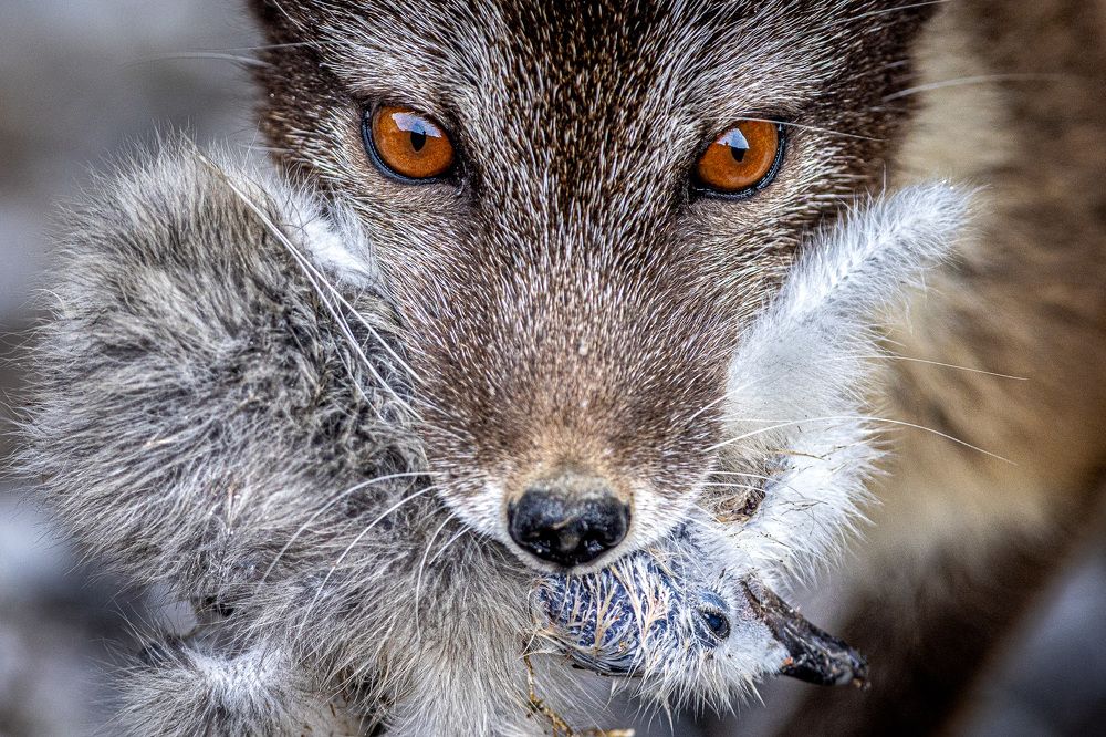 Фотография автора piet van den bemd