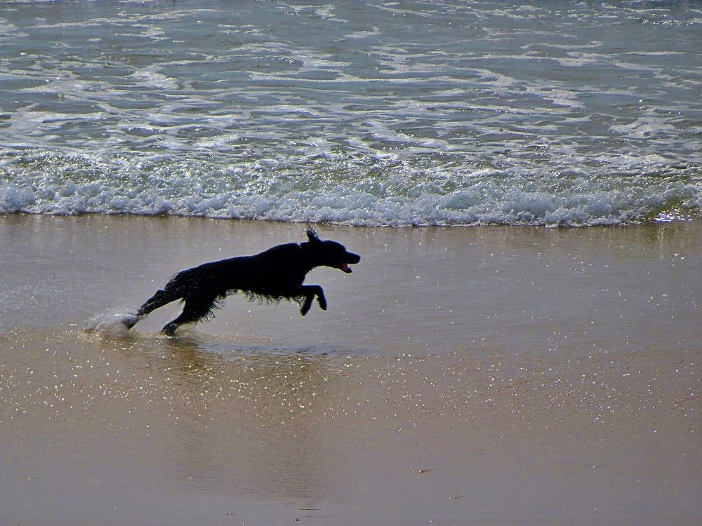 Running dog