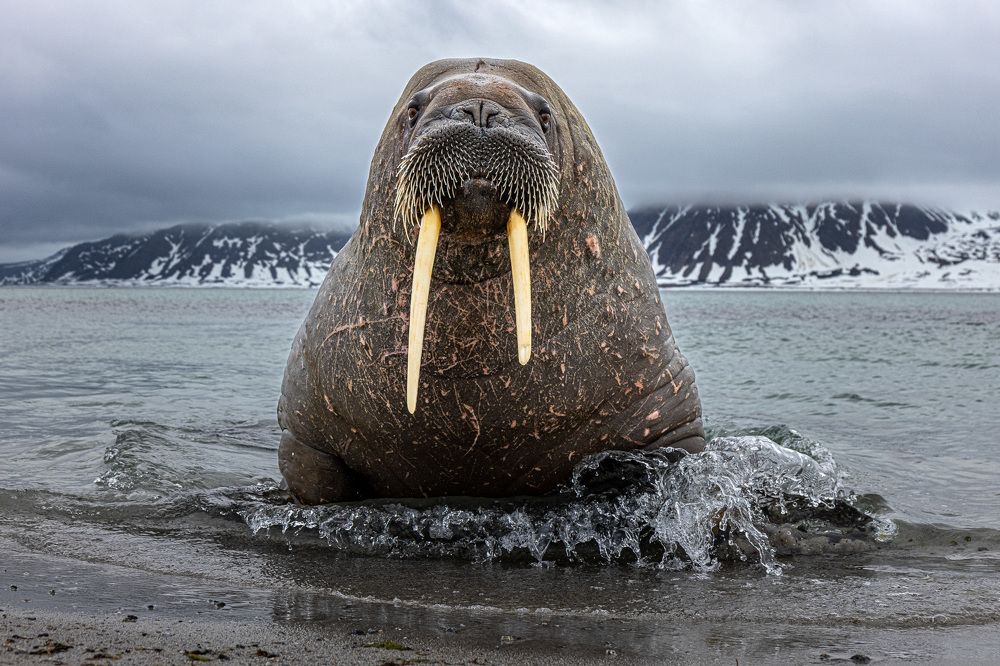 Фотография автора piet van den bemd