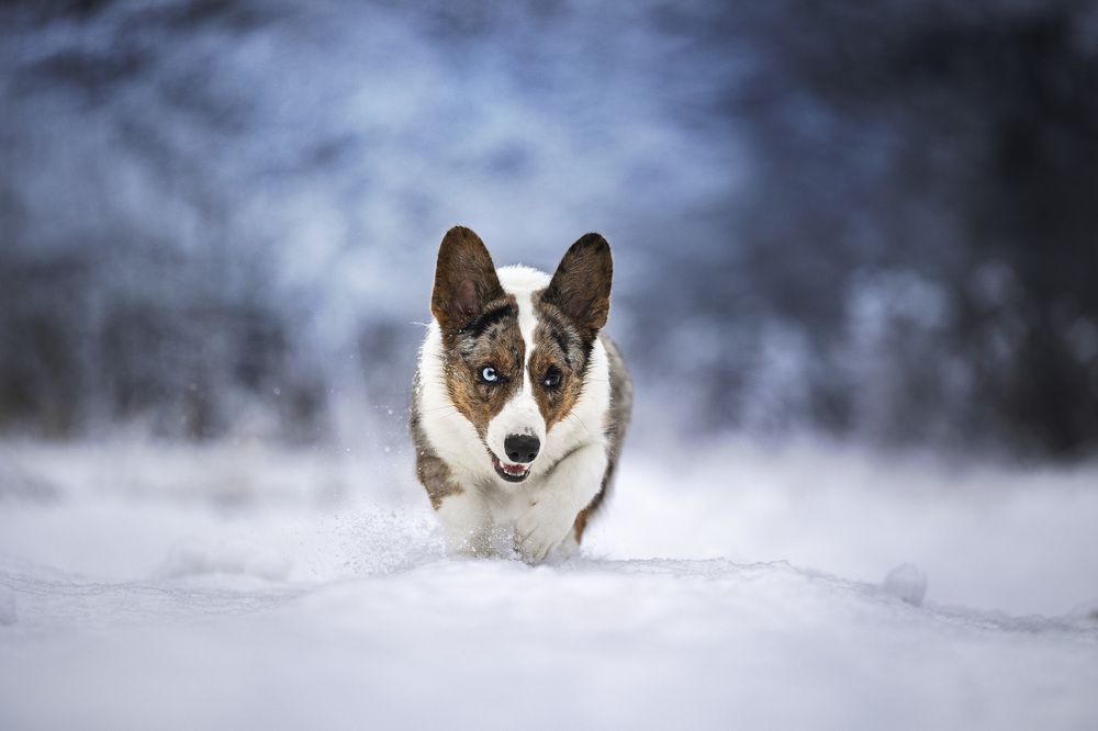 Photograph by Мария Комратова