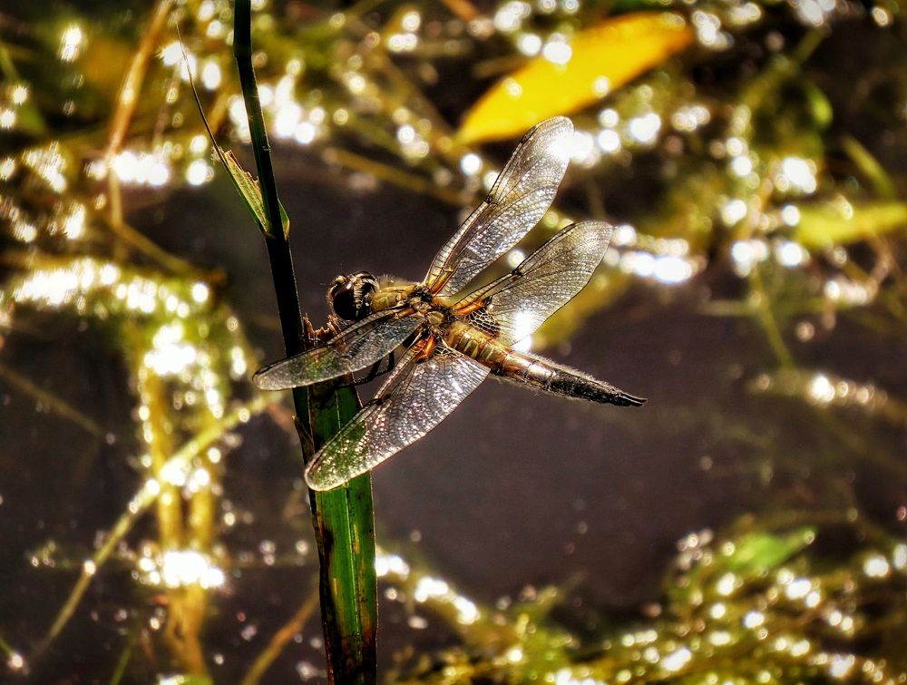 Насекомые Урала
