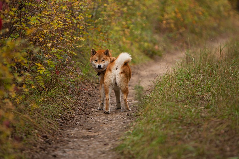 Он оглянулся посмотреть